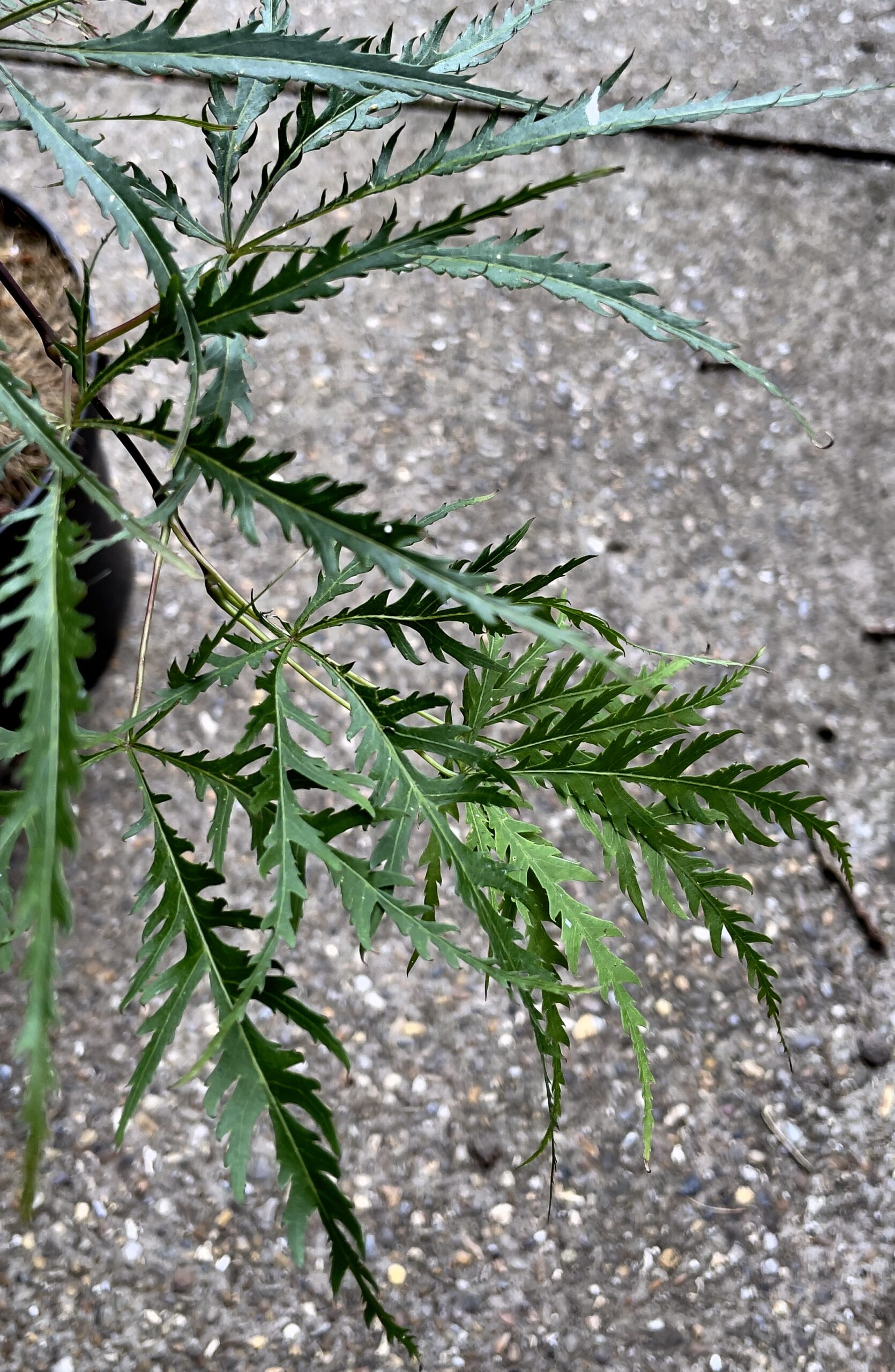 Acer palmatum 'Dissectum rubrum'
