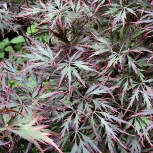 Acer palmatum 'Dissectum nigrum'