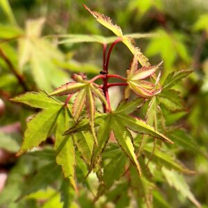 Acer palmatum 'Decima'
