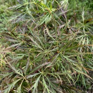 Acer palmatum 'Dr Brown'