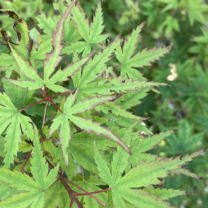 Acer palmatum 'Eimini'