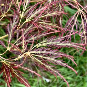 Acer palmatum 'Edgewood golden'