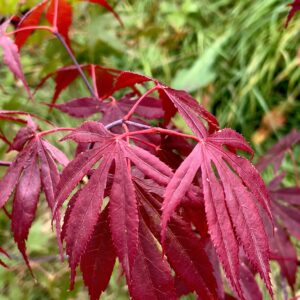 Acer palmatum 'Ezell’s red'