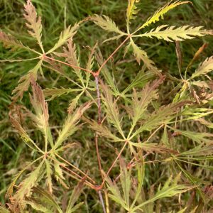 Acer palmatum 'Elmwood spreader'