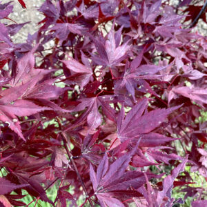 Acer palmatum 'Emperor 1'