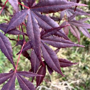 Acer palmatum 'Fayes burgundy'