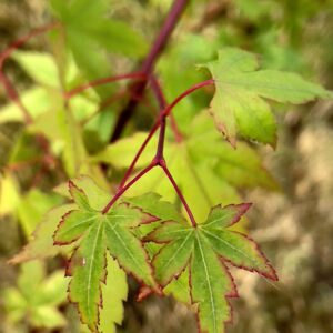 Acer palmatum 'Gekkoh nishiki'