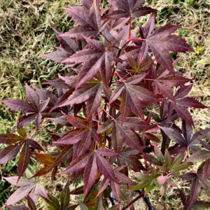 Acer palmatum 'Glowing embers'