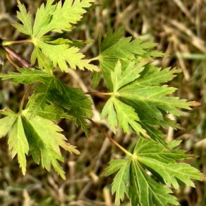 Acer palmatum 'Green snowflake'