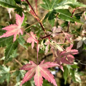 Acer palmatum 'Ginga'