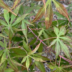 Acer palmatum 'Hime Chidori'