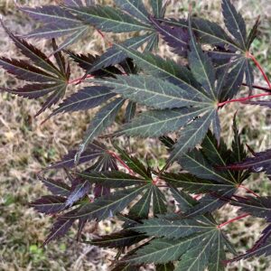 Acer palmatum 'Hatsu se'
