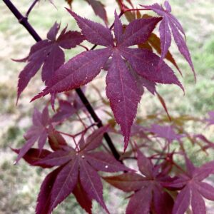 Acer palmatum 'Hiyugha yama'