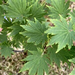 Acer palmatum 'Hime ha uchiwa'