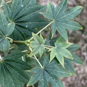 Acer palmatum 'Hohgyoku hort non japan'