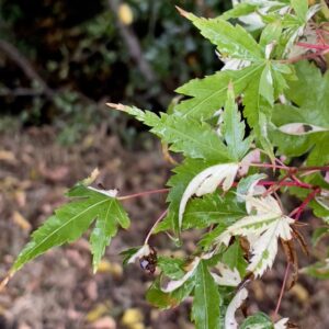 Acer Palmatum 'Kasen nishiki'