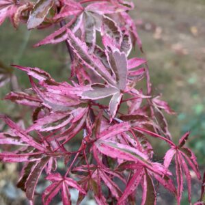 Acer palmatum 'Shirazz'