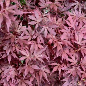 Acer palmatum 'Skeeter's broom'