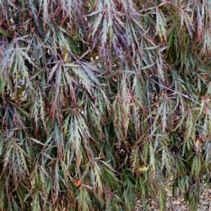 Acer palmatum 'Tamuke yama'