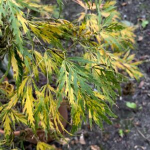 Acer palmatum 'Birthday wishes'
