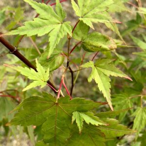 Acer palmatum 'Ibo Nishiki'