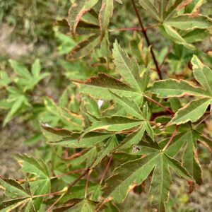 Acer palmatum 'Itami nishiki'