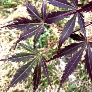 Acer palmatum 'Kuro kami yama'