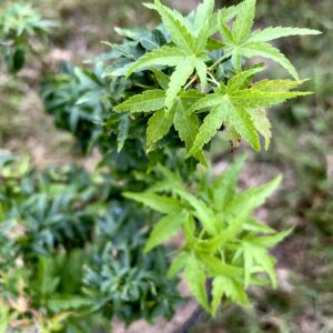 Acer palmatum 'Koto hime'