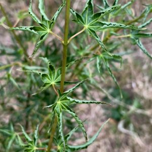 Acer palmatum 'Kurui jishi'