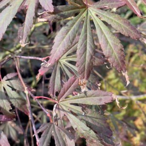 Acer palmatum 'Inazuma'