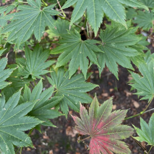 Acer Shirasawanum 'Helena'