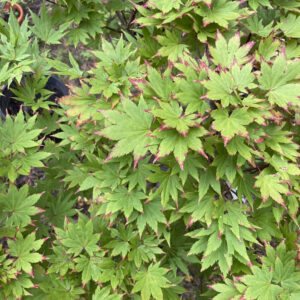 Acer Shirasawanum 'Jordan'