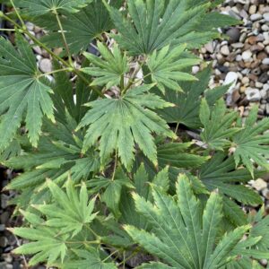 Acer japonicum 'Kalmthout'