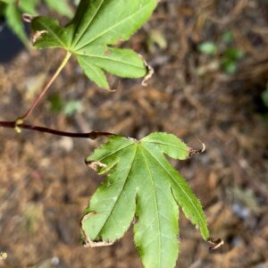 Acer palmatum 'Windover'