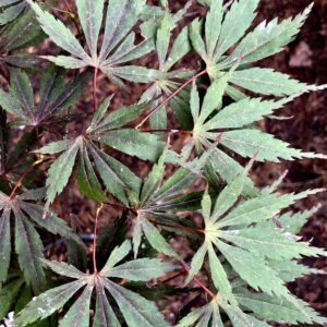Acer palmatum 'Rainbow sister'