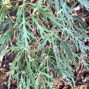 Acer palmatum 'Yamato shidare'