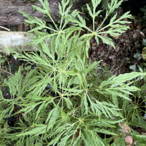 Acer japonicum 'Ao jutan'