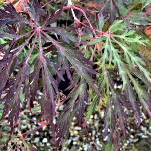 Acer japonicum 'King's copse'