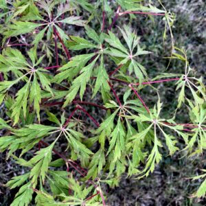 Acer japonicum 'Kujaku bato'