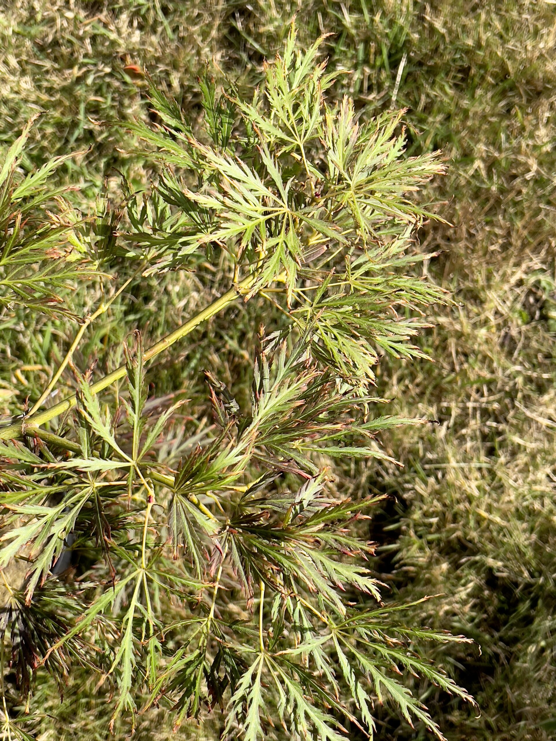 Acer palmatum 'Mioun'