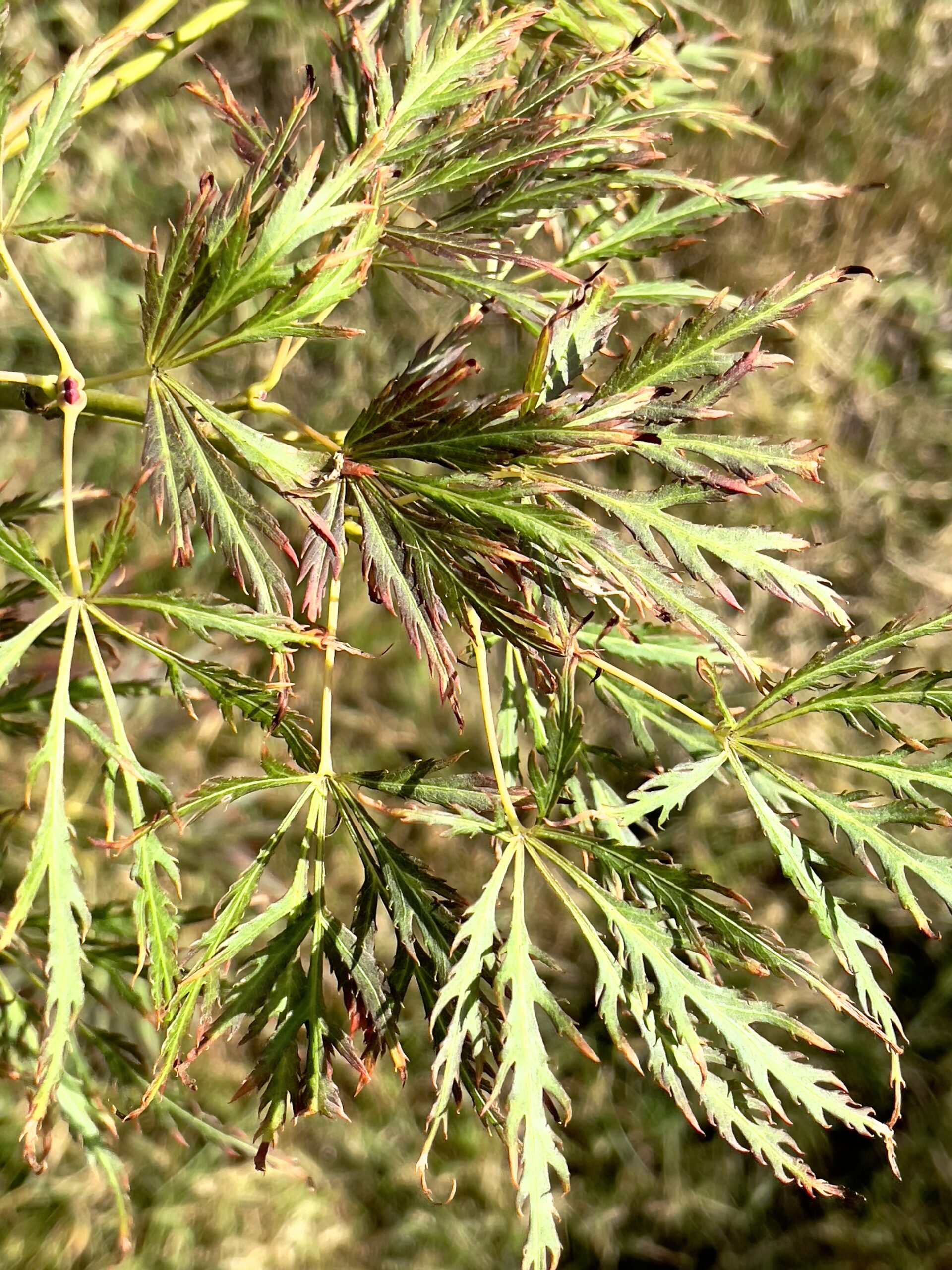 Acer palmatum 'Mioun'
