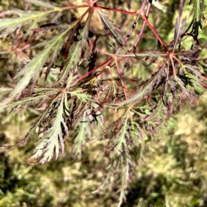 Acer palmatum 'Nomura nishiki'