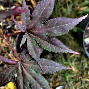 Acer palmatum 'Purple ghost'