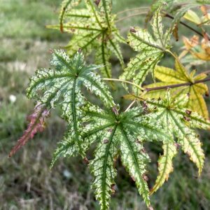 Acer palmatum 'Reticulatum como'