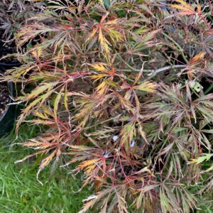 Acer palmatum 'Sunny disposition'