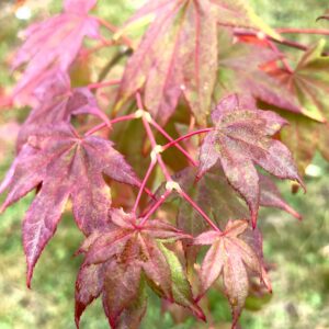 Acer palmatum 'Satsuki beni'
