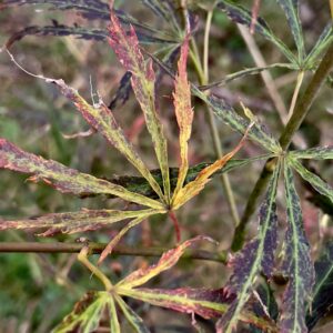 Acer palmatum 'Swamp thing'
