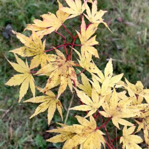 Acer palmatum 'Senski'