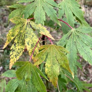 Acer palmatum 'Suzina maru'