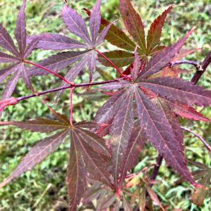 Acer palmatum 'Sumi nagare'